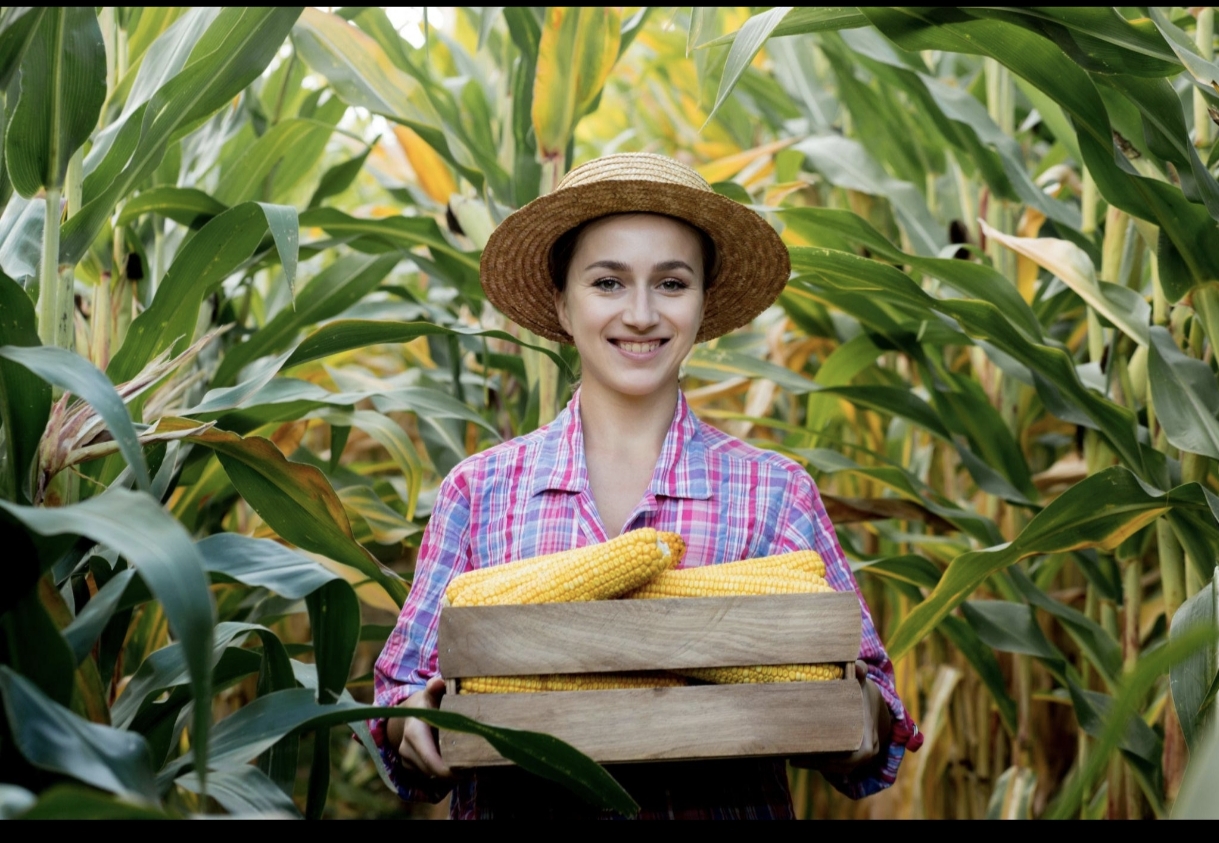 SWEETTO F1 MAKKAJOʻXORI 3