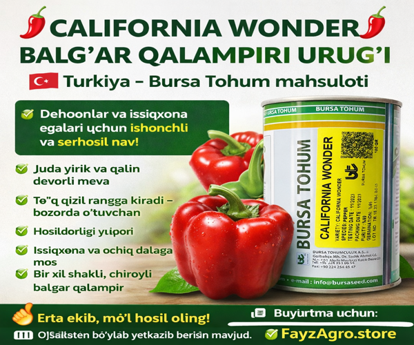 CALIFORNIA balgar urugʻi 1