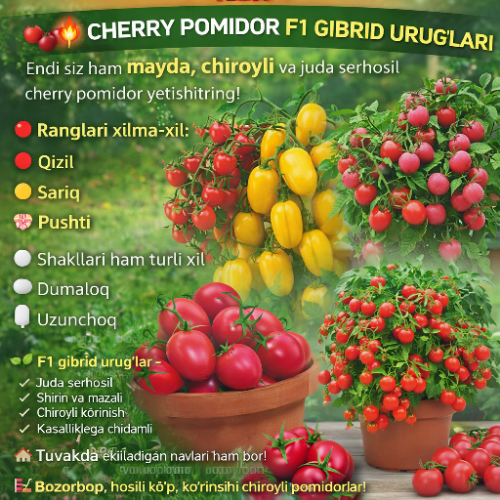 Chery pomidorlar F1