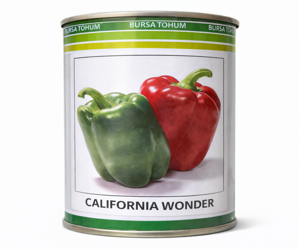 CALIFORNIA balgar urugʻi 2